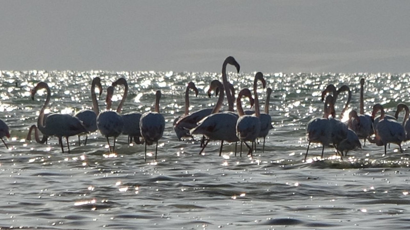 İran’daki göl kuruyunca yönlerini değiştirdiler! Van Gölü havzası onlarla doldu taştı - Resim: 2