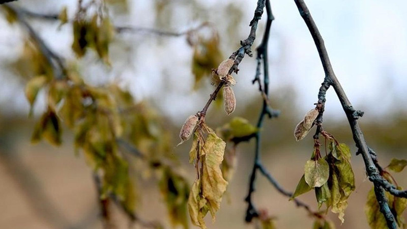 Bakan Yumaklı duyurdu! Zirai dondan etkilenen çiftçilere müjde! - Resim: 3