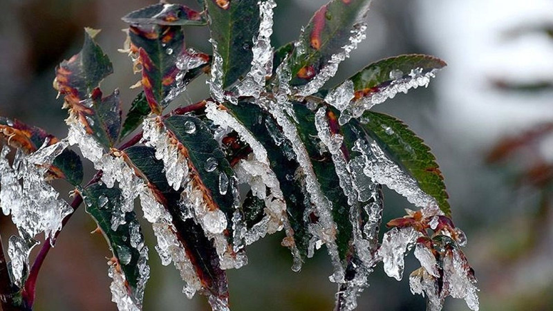 Bakan Yumaklı duyurdu! Zirai dondan etkilenen çiftçilere müjde! - Resim: 4
