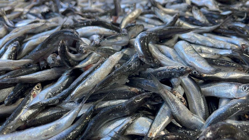 Kilosu 25 TL'ye kadar düştü, talep artınca "2 kilo" sınırı getirildi - Resim: 3