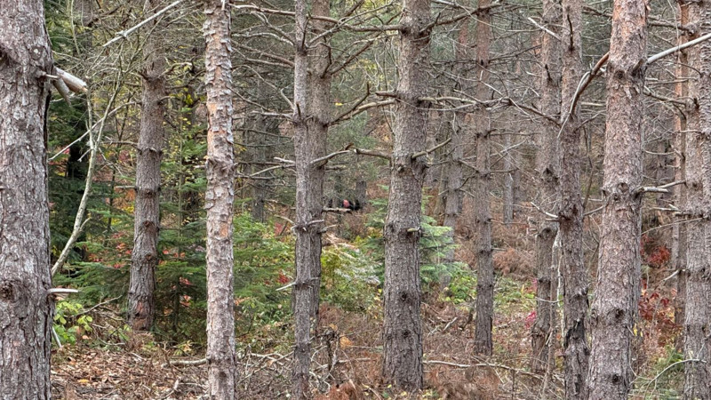 Anne ve oğlundan günlerdir iz yok! Yeni detaylar ortaya çıktı - Resim: 2