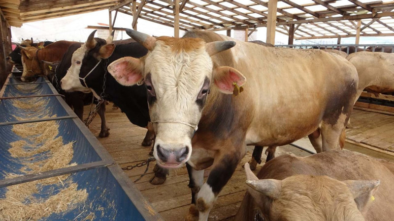 Lanet hastalık yeniden Türkiye'de! Tespit edilen 1 kişi özel bölgeye alındı, kimse yaklaştırılmıyor - Resim: 3