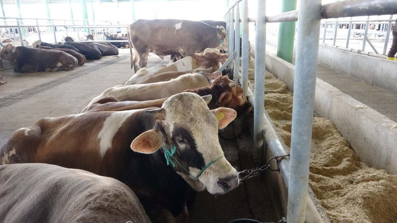 İllet hastalık yeniden Türkiye'de! 1 kişide ortaya çıktı hemen odaya kapatıldı, işte belirtileri - Resim: 5