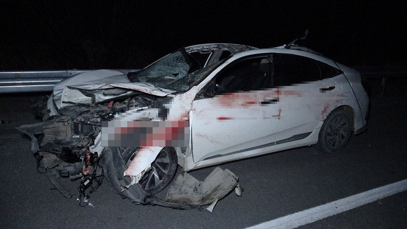 Malatya'da feci olay! Milyonluk yarış tayları çiftlikten kaçtı: 8'i öldü, bazıları kayıp - Resim: 2