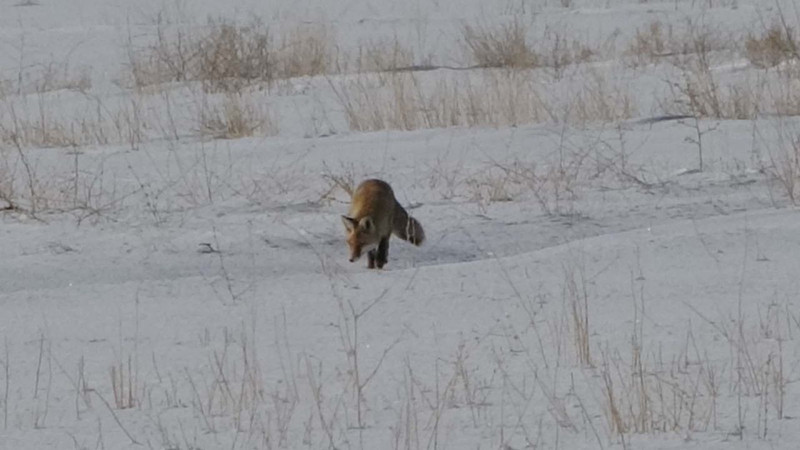 Van'da kar kalınlığı 1 metreyi aşınca bir anda toprakta belirdiler! Hepsinin hedefi aynıydı - Resim: 2