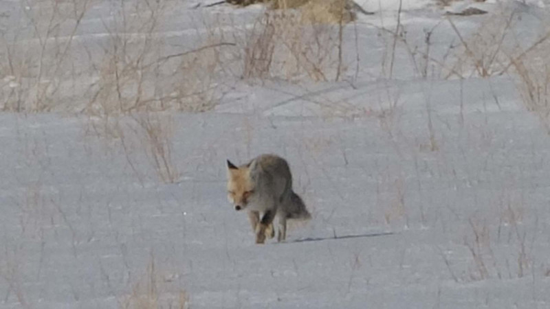 Van'da kar kalınlığı 1 metreyi aşınca bir anda toprakta belirdiler! Hepsinin hedefi aynıydı - Resim: 3
