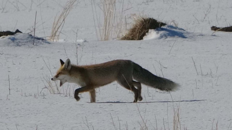 Van'da kar kalınlığı 1 metreyi aşınca bir anda toprakta belirdiler! Hepsinin hedefi aynıydı - Resim: 6
