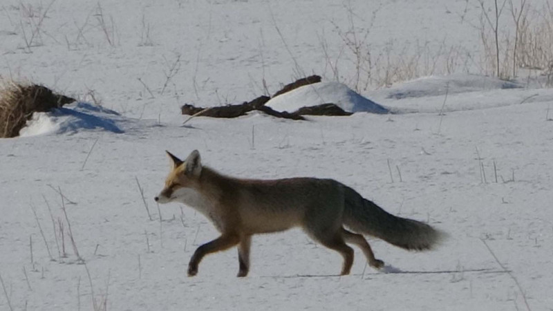 Van'da kar kalınlığı 1 metreyi aşınca bir anda toprakta belirdiler! Hepsinin hedefi aynıydı - Resim: 7