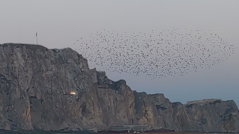 Van Kalesi'nde sığırcık şöleni - Resim: 5