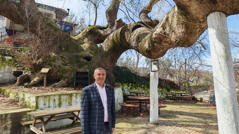 Gövdesi 21 metre, yüksekliği 33 metre! Manisa’daki çınar görenleri büyülüyor - Resim: 5