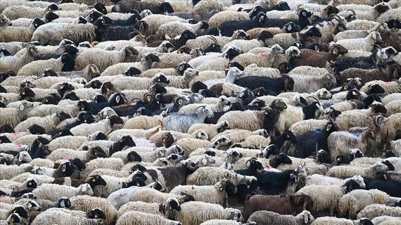 Çiftliklerde kabus gibi bekleyiş! 100'lerce koyun ortadan kaybolmaya başladı - Resim: 8