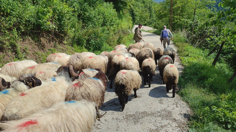 Giresun’dan 100'lerce koyun hep birlikte akına başladı! 7 gün boyunca sürecek - Resim: 3