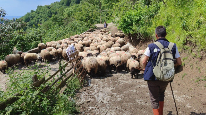 Giresun’dan 100'lerce koyun hep birlikte akına başladı! 7 gün boyunca sürecek - Resim: 2