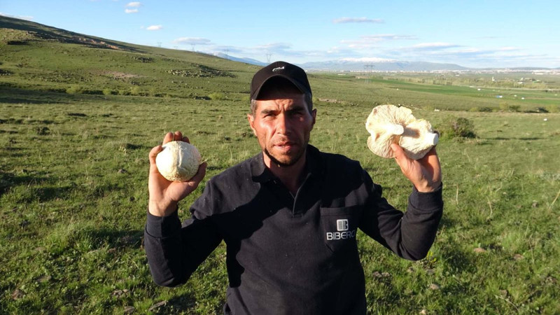 Erzurum'da yağışlardan sonra bir anda 100'lercesi ortaya çıktı! Her yerden fırlıyorlar - Resim: 4