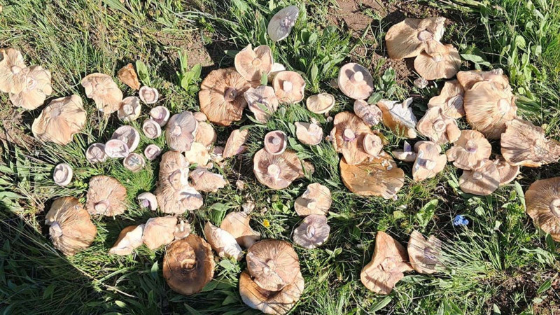 Erzurum'da yağışlardan sonra bir anda 100'lercesi ortaya çıktı! Her yerden fırlıyorlar - Resim: 7