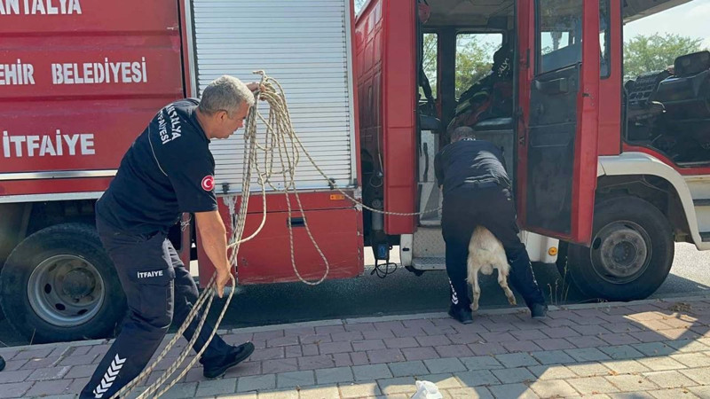 Antalya'da 3 metrelik kanalizasyondan gelen sesler üzerine gitti! 3 metre aşağıya bakınca onu gördü - Resim: 4