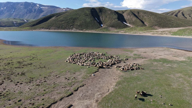 Bitlis'e bir anda 1500'lerce koyun akın etti! 5 ay detayı herkesin dikkatini çekti - Resim: 4