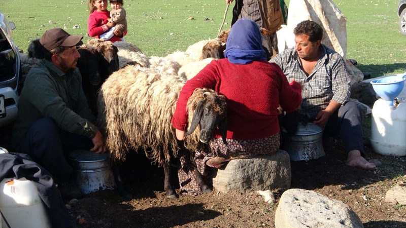 Bitlis'e bir anda 1500'lerce koyun akın etti! 5 ay detayı herkesin dikkatini çekti - Resim: 7