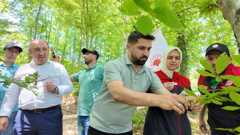 Karadeniz'de çok önemli gelişme! 129.000 tanesi doğaya bırakıldı - Resim: 5