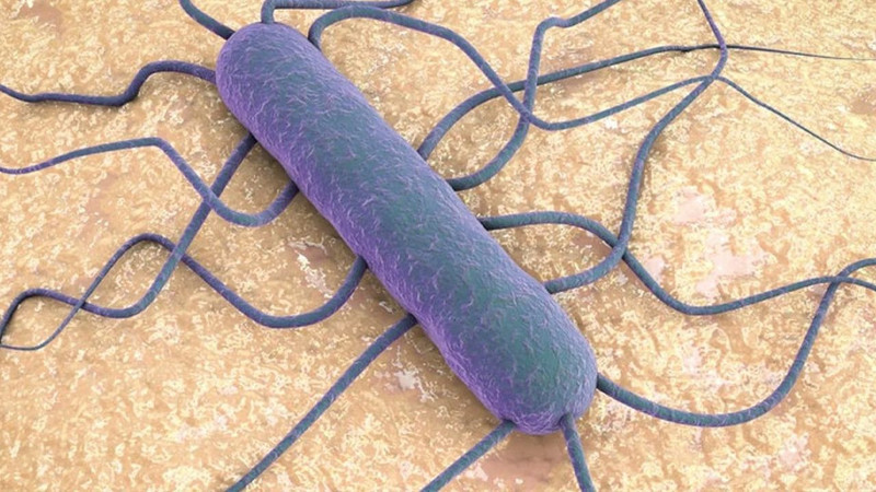Peynirde Listeria alarmı: Buzdolabında bile çoğalabiliyor! Uzmanlardan tek tek anlattı - Resim: 2