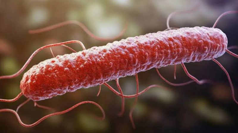 Peynirde Listeria alarmı: Buzdolabında bile çoğalabiliyor! Uzmanlardan tek tek anlattı - Resim: 3