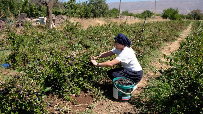 Erzincan'da dondurma yerken keşfetti,  100 fidan ile başladı şimdi talepler patladı! Her derde deva - Resim: 3