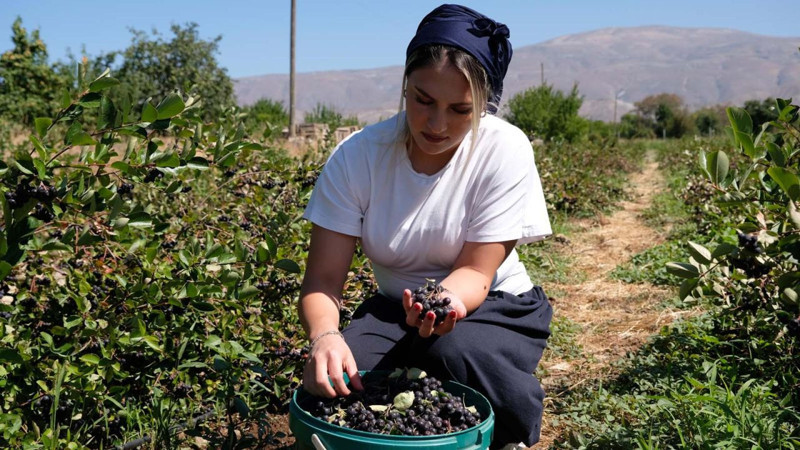 Erzincan'da dondurma yerken keşfetti,  100 fidan ile başladı şimdi talepler patladı! Her derde deva - Resim: 2