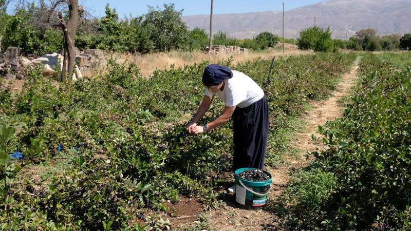 Erzincan'da dondurma yerken keşfetti,  100 fidan ile başladı şimdi talepler patladı! Her derde deva - Resim: 7