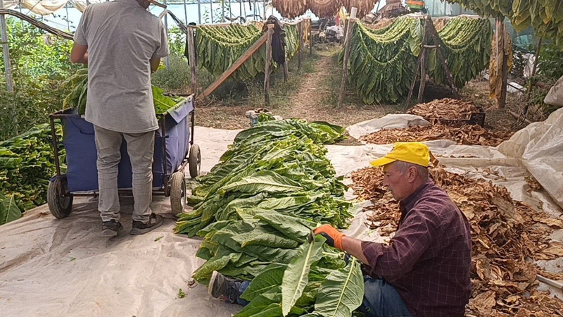 Denemek için ektiler, kazançları hiç beklemediği bir yere gitti! Şimdi bir ilçenin yeni geçim kapısı oluyor - Resim: 7