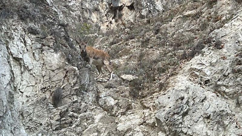 Tunceli'de dağda artık ondan 1 tane görmek bile mucize! Bir anda yerinden fırladı - Resim: 3