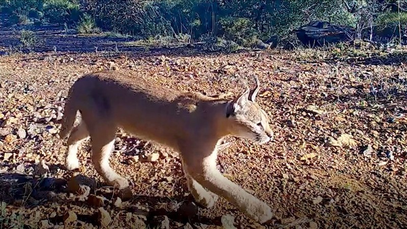 Muğla’da çok nadir ortaya çıkan dünyanın en az görülen hayvanı. 1 tanesi ortaya çıkmıştı. Köylüler onu korkunç bir halde buldu - Resim: 4