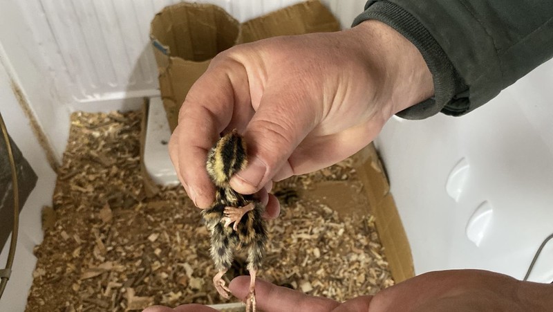 Tokat'ta bıldırcın yetiştiriciliği yapan vatandaş, yeni doğan hayvanı görünce gözlerine inanamadı. Aşağıya doğru bakıp saydı saydı 3 tane çıktı - Resim: 2