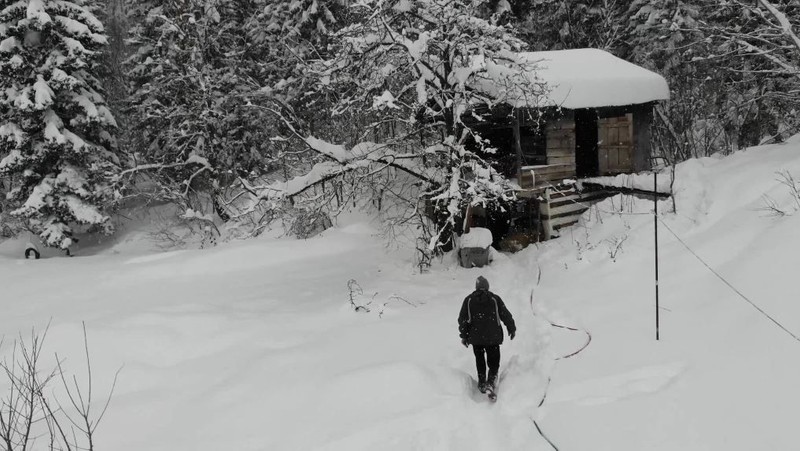 Artvin'de her bir tanesi 700 ila 900 kilogram arasında değişiyor... Ahırlarda tutuluyorlar... Zorlu kış şartlarında kar altında onları beslemek de zorlaştı - Resim: 5