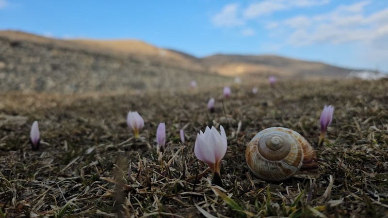 Bitlis'te baharın müjdecisi olarak bilinen çiğdemler çiçek açtı... Ortaya harika görüntüler çıktı. İzleyenleri kendine hayran bıraktı - Resim: 5