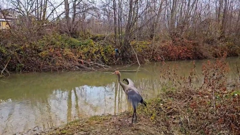 Kastamonu'da yaralı ve bitkin halde bulunan turnanın tedavisi tamamlandı. Doğal yaşam alanına kavuşturuldu - Resim: 2