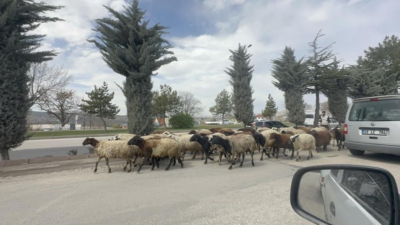 Elazığ'da 100'lercesi aniden ortaya çıktı. Sadece Elazığ'da değil yakın zamanda Türkiye'nin her yerinden çıkabilirler - Resim: 4