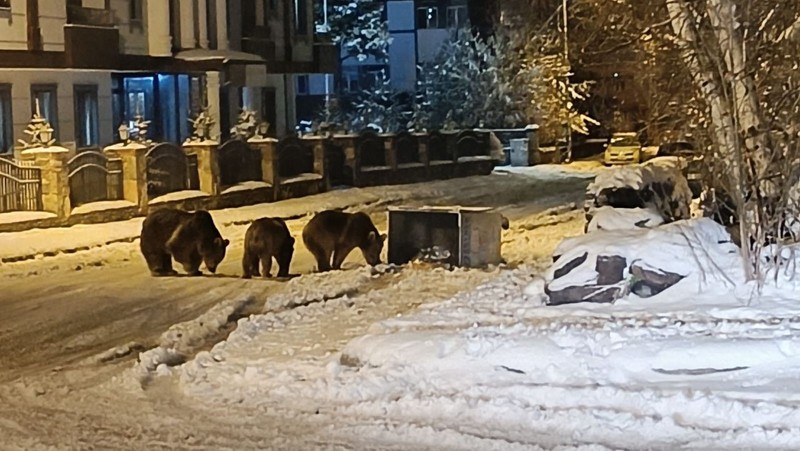 Kars'ta 1,2,3 tanesi kış uykusundan uyanınca sürpriz bir manzara ile karşılaştı. 3 tanesi panik içinde tek bir şey yaptı - Resim: 3