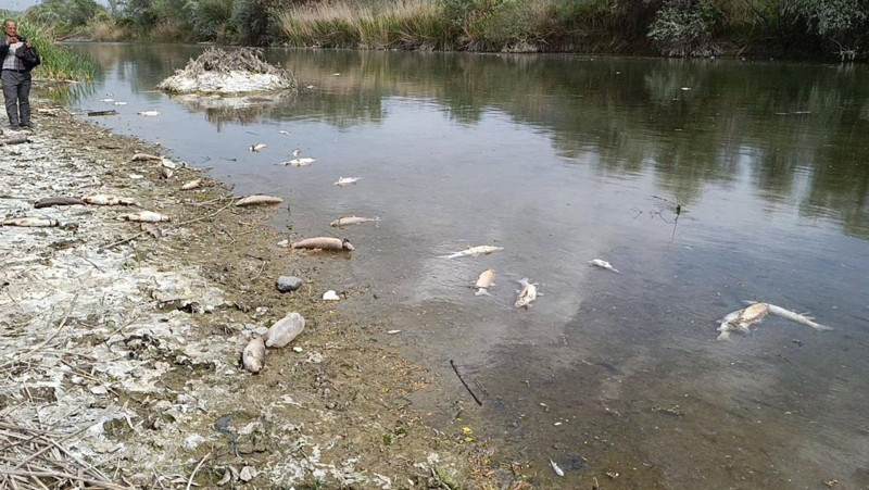 Çorum'da doğada vatandaş önce 1 tanesini gördü... Daha sonra bölgeye gelen ekipler 1 tanenin peşine gidince 1000'lercesini buldu - Resim: 4