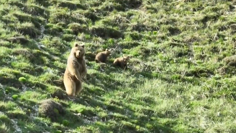Erzincan'da 500'den fazla koyununu otlatan çoban bir anda çalılıkların arasında 1 tanesi ve yanındaki 2 detayı resmen fark etti - Resim: 4