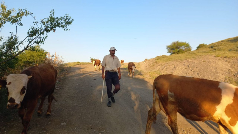 Yozgat'ta  100'lerceden oluşan inek sürüsünü otlatan çoban, Sorgun'dan Türkiye'ye korkunç haberi resmen verdi. 75 köyde de durum aynı - Resim: 3