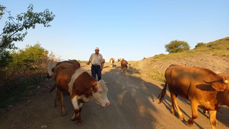 Yozgat'ta  100'lerceden oluşan inek sürüsünü otlatan çoban, Sorgun'dan Türkiye'ye korkunç haberi resmen verdi. 75 köyde de durum aynı - Resim: 4