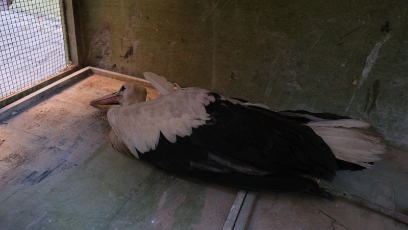 Karaman’da yol kenarında bitkin ve çaresiz halde bulundu! Görünmeyen o detay yürek sızlattı - Resim: 2