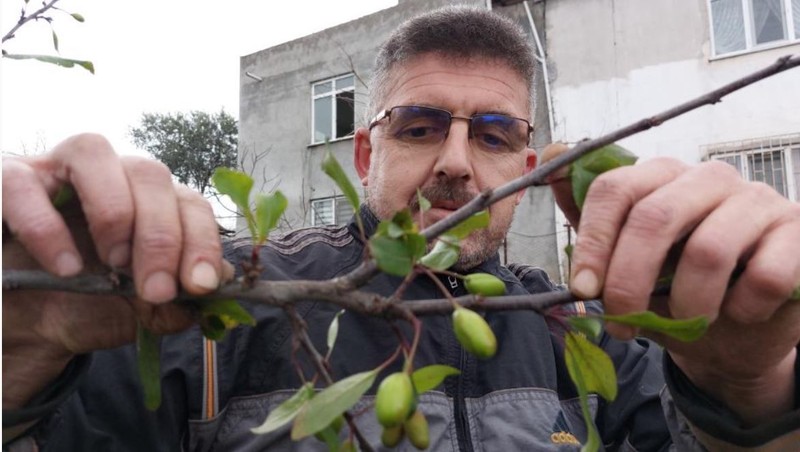 Samsun'da erik ağacını budamaya giden vatandaş, gördüğü manzara ile Türkiye'ye resmen kıyamet alameti haberi verdi.  "30 yıldır böylesini görmedim" - Resim: 3