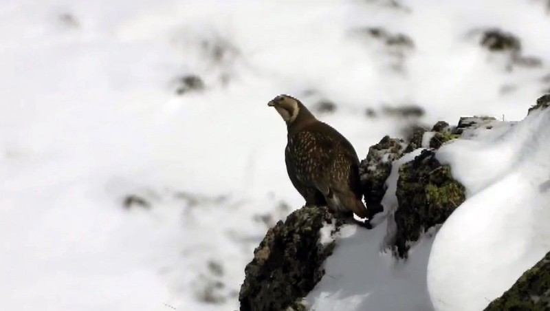Erzurum'da doğada tek 1 tanesi ortaya çıktı... Uzun zamandan bu yana kimse onu doğada görmemişti. 1 tanesini bile o hayvanı görmek artık imkansız - Resim: 3