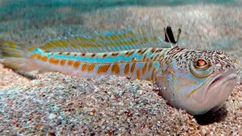 Hatay, Adana, Mersin ve Antalya acil uyarıldı. İzmir ve Muğla da dikkat Marmara şu an rahat! Gözle görülmeyen istilacı 4 türden biri, değdiği yeri çürütüyor - Resim: 5