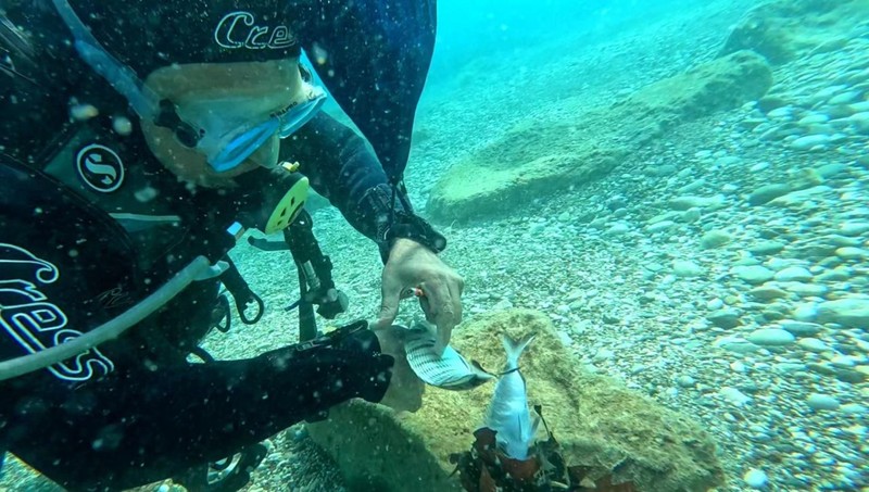 Antalya'da dalış yaptığı yerde, korkunç bir manzarayla karşılaştı. 3 tanesi suyun altında ölmek üzereydi - Resim: 3