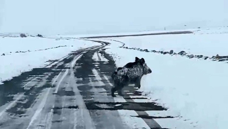 Niğde'de karlı kaplı yolda bir anda sürücünün önüne çıktı. Beyazlar içinde siyah halde belirdi. Koca cüssesi vardı - Resim: 3