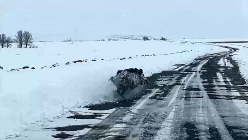 Niğde'de karlı kaplı yolda bir anda sürücünün önüne çıktı. Beyazlar içinde siyah halde belirdi. Koca cüssesi vardı - Resim: 2