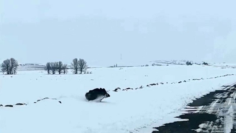 Niğde'de karlı kaplı yolda bir anda sürücünün önüne çıktı. Beyazlar içinde siyah halde belirdi. Koca cüssesi vardı - Resim: 1