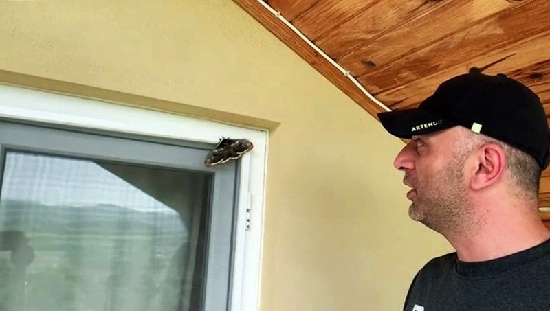Sakarya’da doğanın içerisinden çıktı geldi... Vatandaş sadece 1 tanesini karşısında görünce neye uğradığını şaşırdı. 16 santimetreye kadar uzanıyordu - Resim: 1